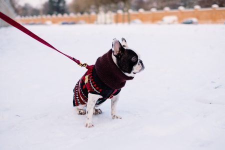 A french bulldog wearing a sweater out in the snow 6 - free stock photo