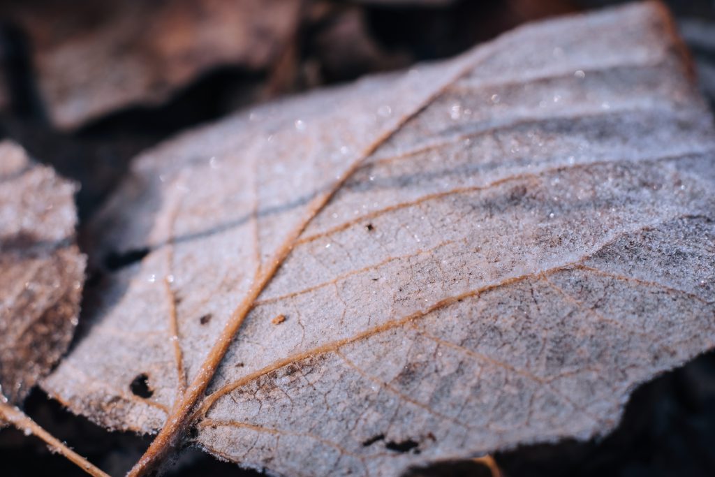 Frosted leaf closeup 3 - free stock photo