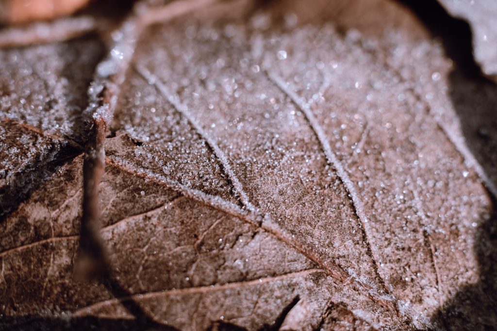 Frosted leaf closeup 4 - free stock photo