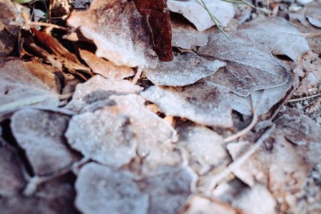 Frosted leaves 10 - free stock photo