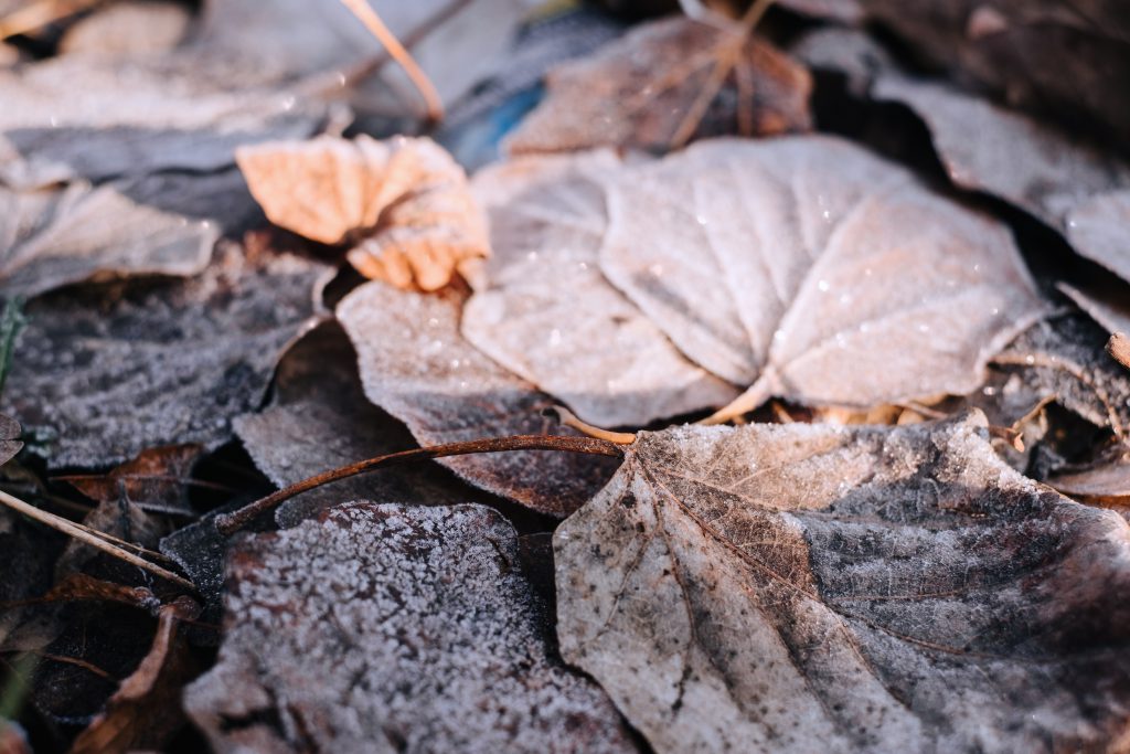 Frosted leaves 11 - free stock photo