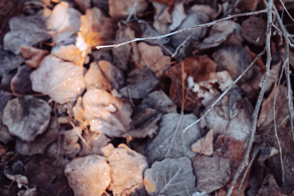 Frosted leaves 12 - free stock photo