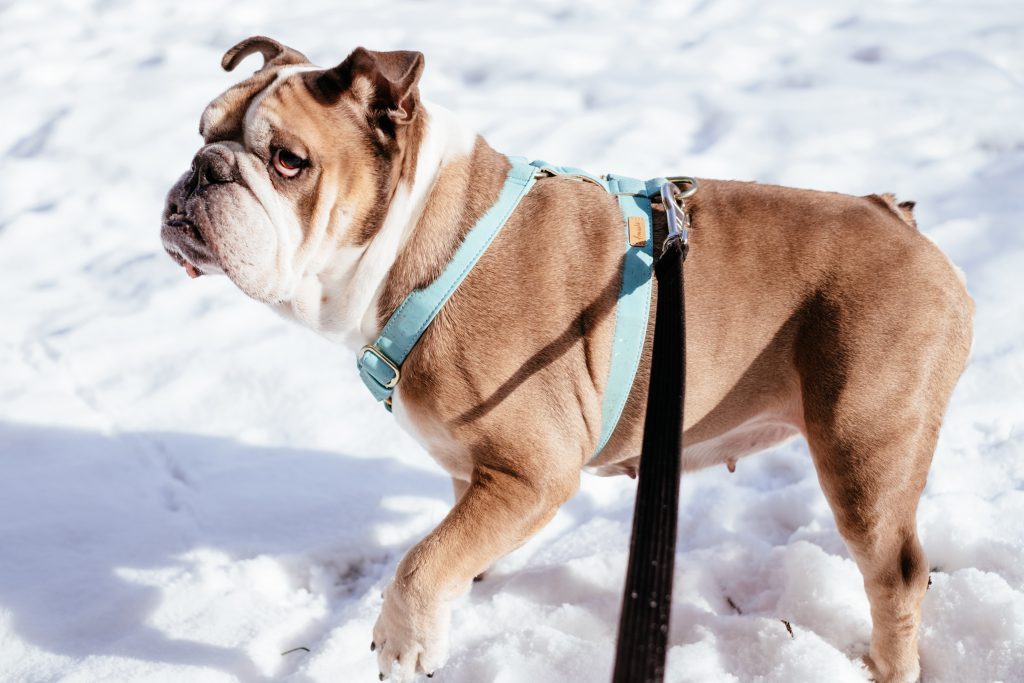 English Bulldog wearing a turquoise harness in winter - free stock photo