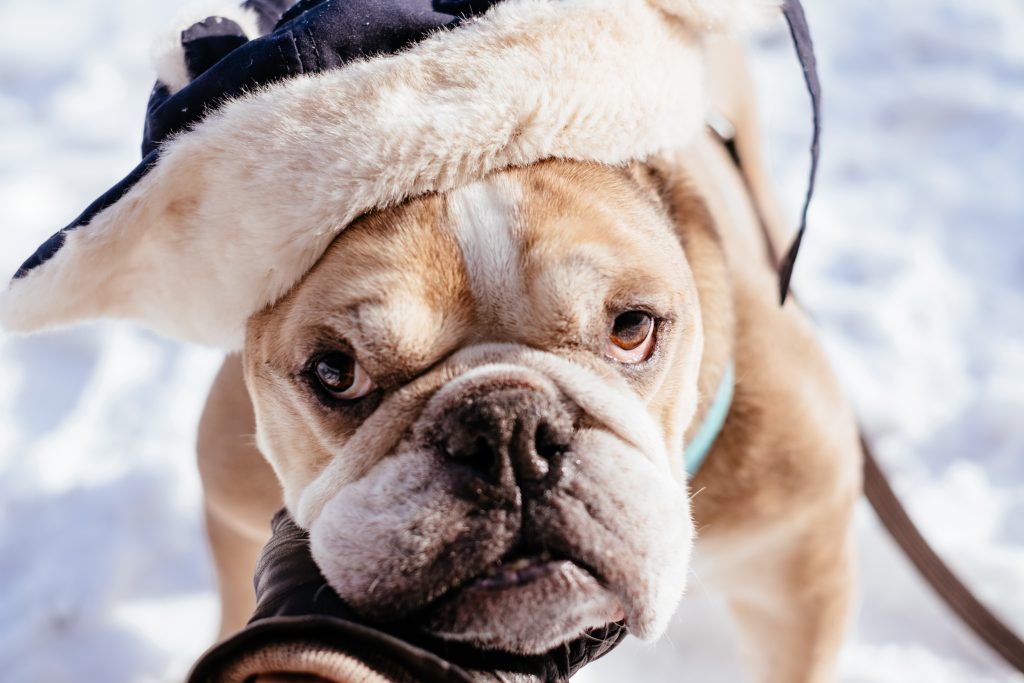 English Bulldog wearing a winter hat closeup - free stock photo