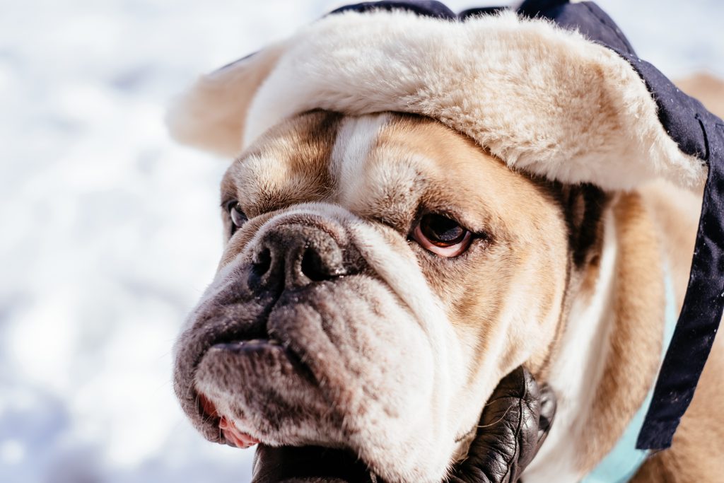 English Bulldog wearing a winter hat closeup 2 - free stock photo