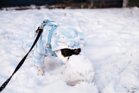 French Bulldog eating snow in a blue fleece onesie - free stock photo