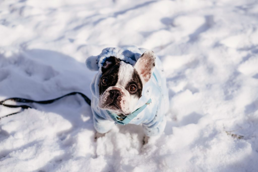 French Bulldog wearing a blue fleece onesie in winter - free stock photo