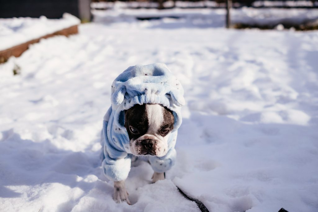 French Bulldog wearing a blue fleece onesie in winter 2 - free stock photo