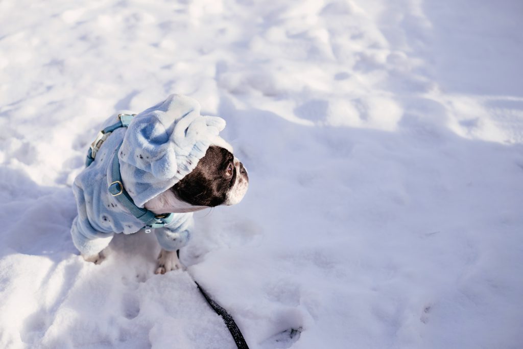 French Bulldog wearing a blue fleece onesie in winter 3 - free stock photo