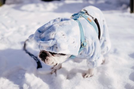 French Bulldog wearing a blue fleece onesie in winter 4 - free stock photo