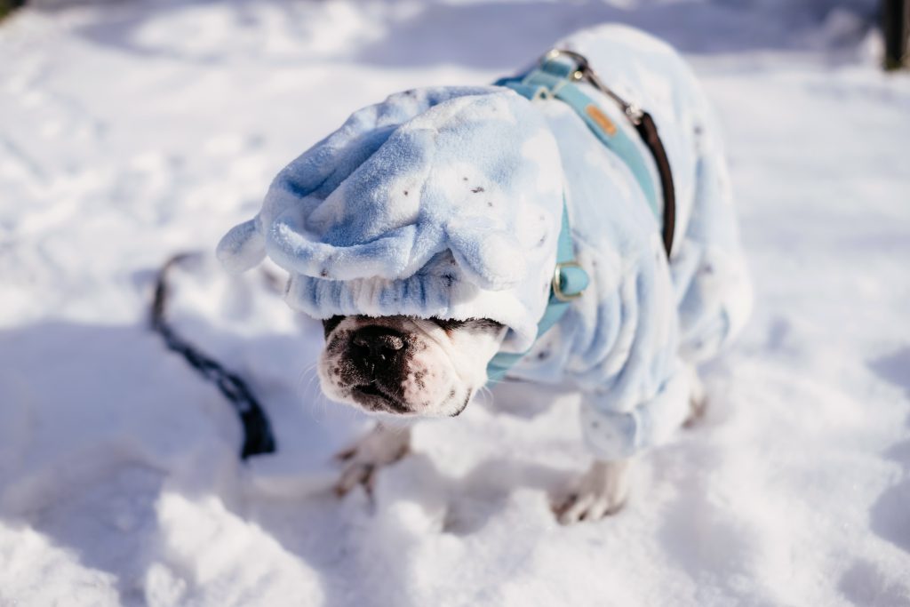 French Bulldog wearing a blue fleece onesie in winter 5 - free stock photo