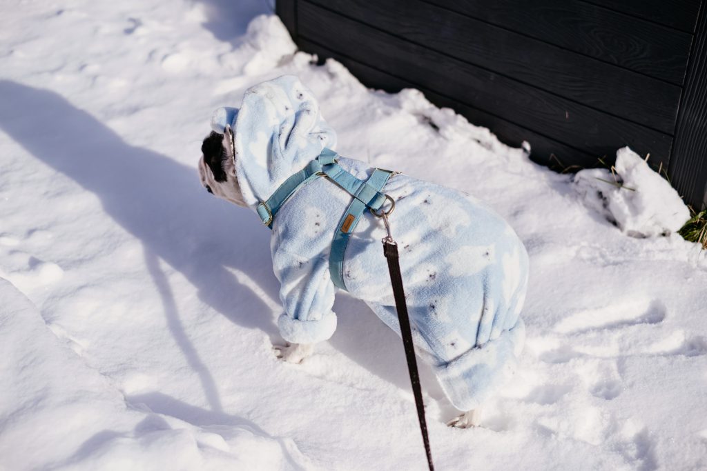 French Bulldog wearing a blue fleece onesie in winter 6 - free stock photo