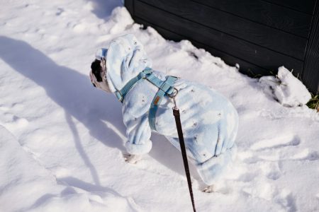 French Bulldog wearing a blue fleece onesie in winter 6 - free stock photo
