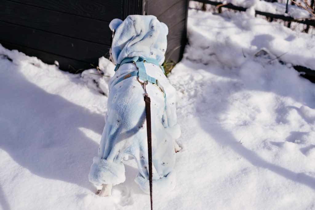 French Bulldog wearing a blue fleece onesie in winter 7 - free stock photo