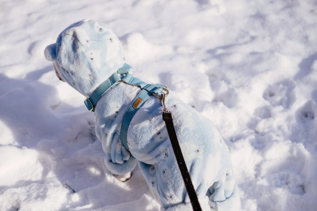 French Bulldog wearing a blue fleece onesie in winter 8 - free stock photo