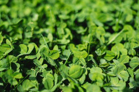 Green clover - free stock photo