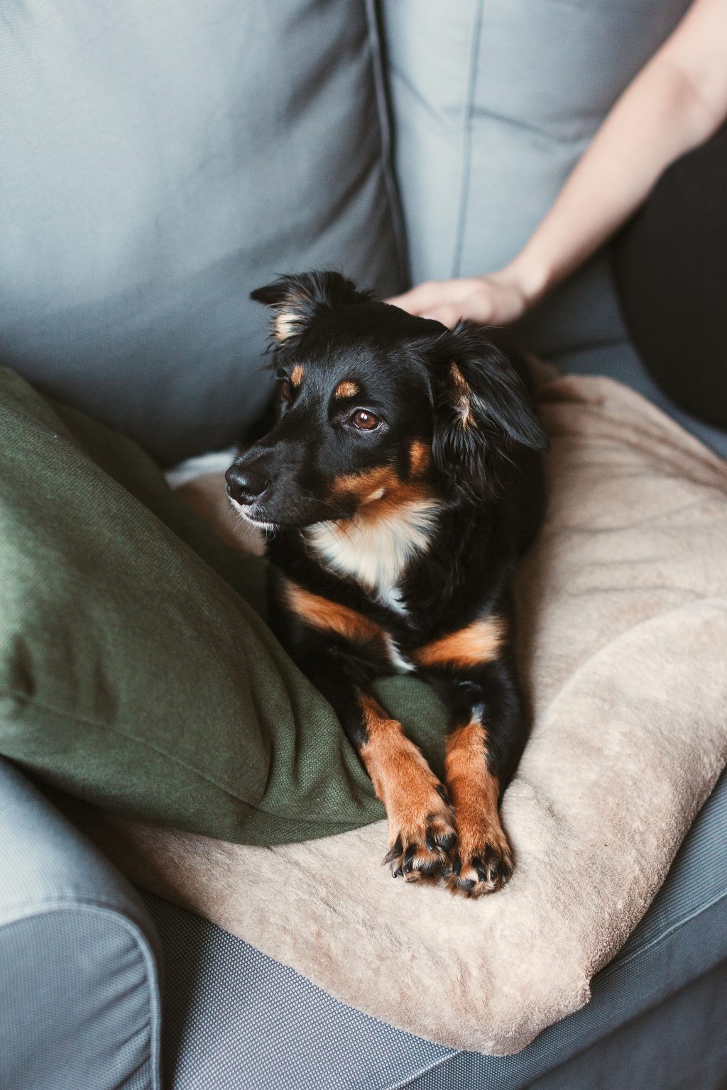 Mixed breed dog lying on the sofa - free stock photo