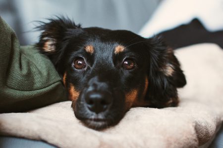 Mixed breed dog lying on the sofa 10 - free stock photo