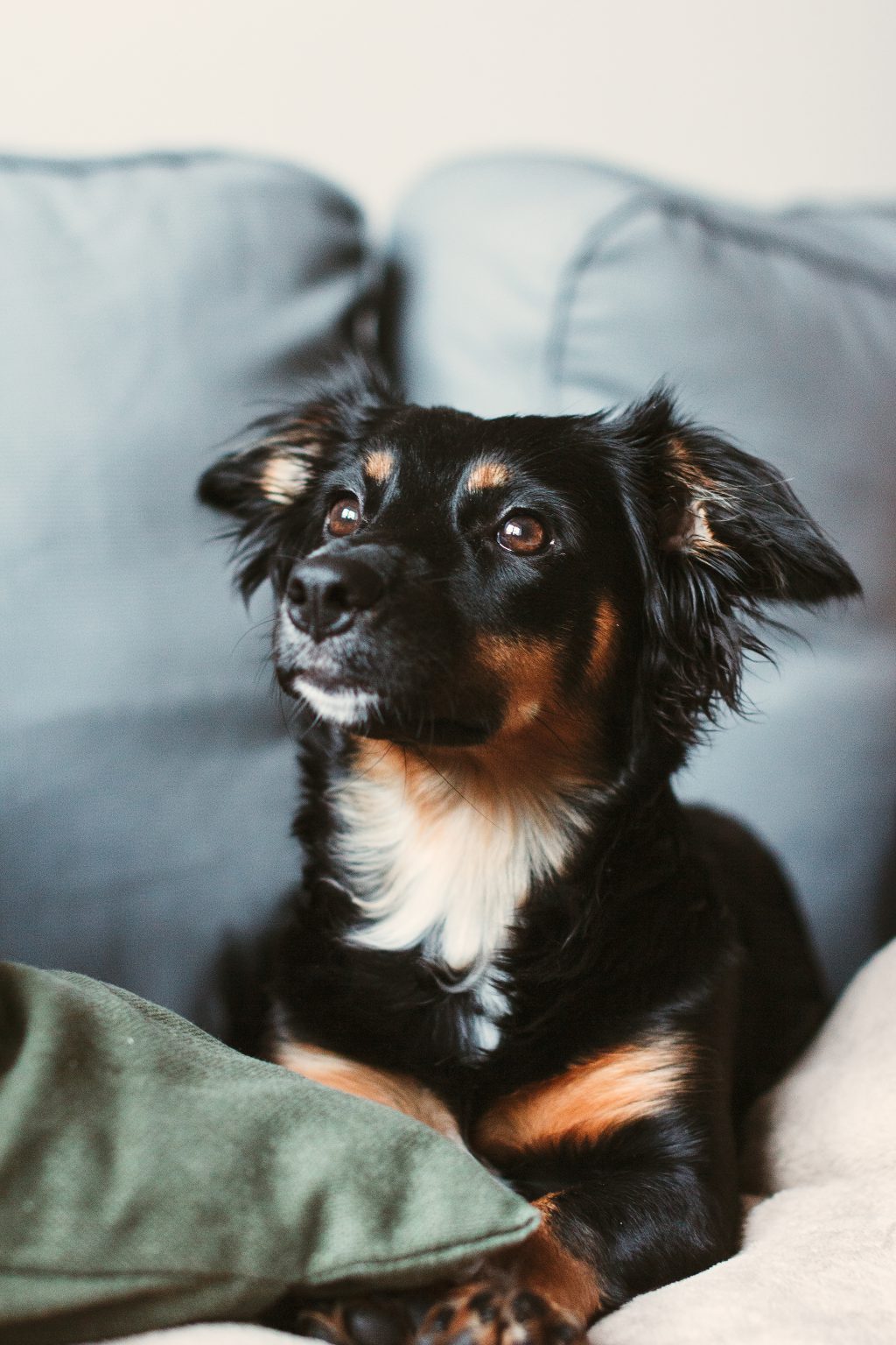 Mixed breed dog lying on the sofa 2 - free stock photo