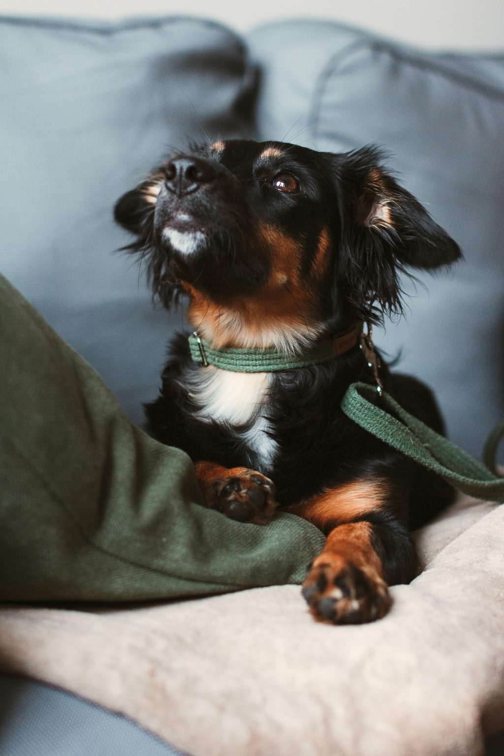 Mixed breed dog lying on the sofa 3 - free stock photo