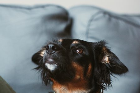 Mixed breed dog lying on the sofa 3 - free stock photo