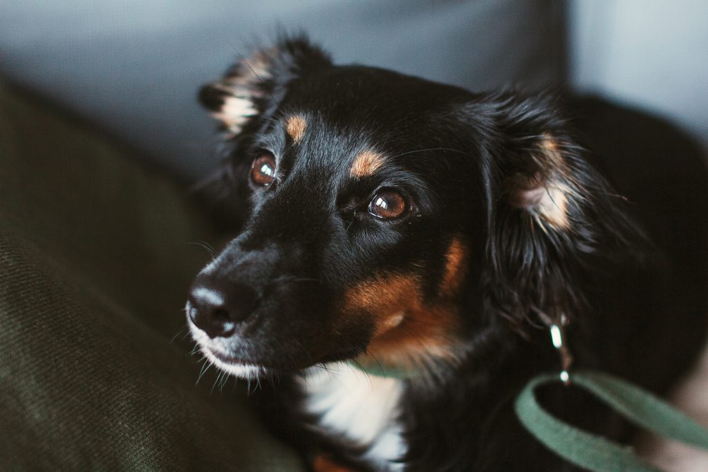 Mixed breed dog lying on the sofa 4 - free stock photo