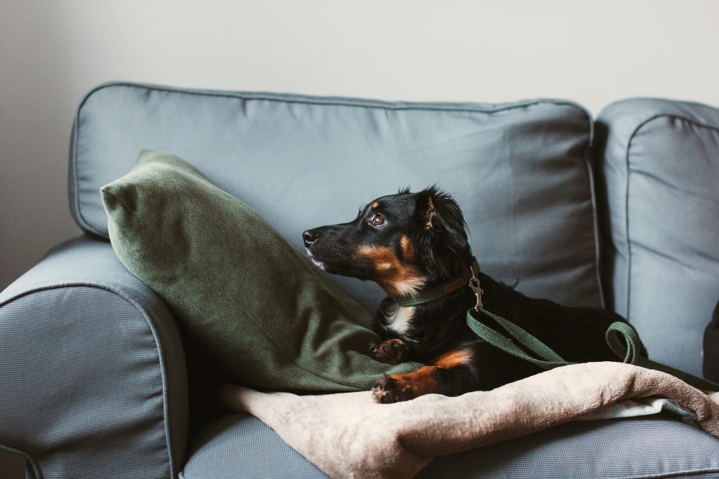 Mixed breed dog lying on the sofa 5 - free stock photo