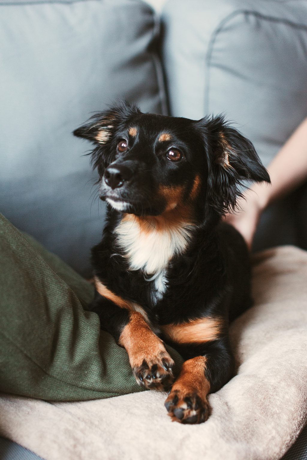 Mixed breed dog lying on the sofa 6 - free stock photo