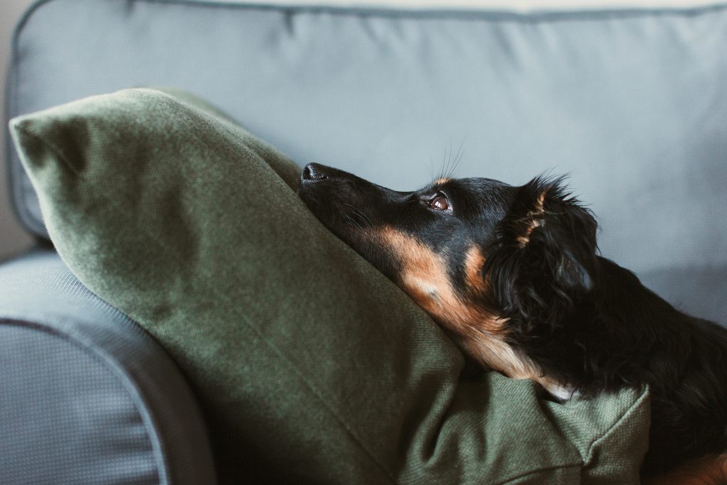 Mixed breed dog lying on the sofa 7 - free stock photo