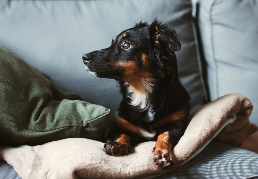 Mixed breed dog lying on the sofa 8 - free stock photo