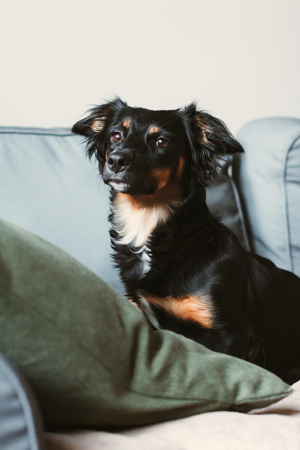 Mixed breed dog lying on the sofa 9 - free stock photo