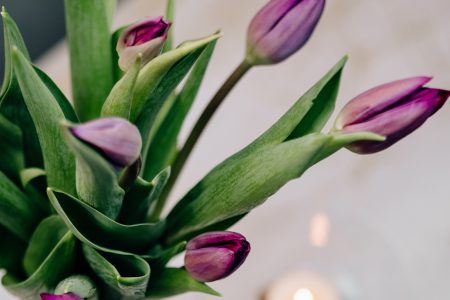 Table candle decoration with purple tulips 4 - free stock photo