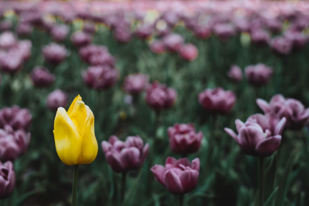 Tulip field - free stock photo