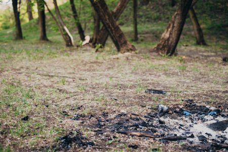 Bonfire wood ash in the park - free stock photo
