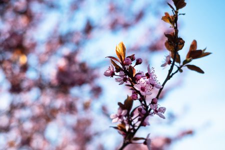 Cherry tree blossom 6 - free stock photo
