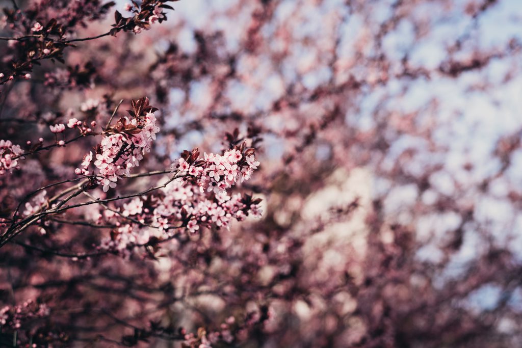 cherry_tree_blossom_8-1024x683.jpg