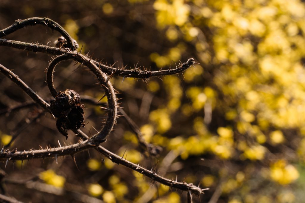 https://freestocks.org/fs/wp-content/uploads/2021/04/dried_wild_rose_branch_against_yellow_bush_flowers-1024x683.jpg