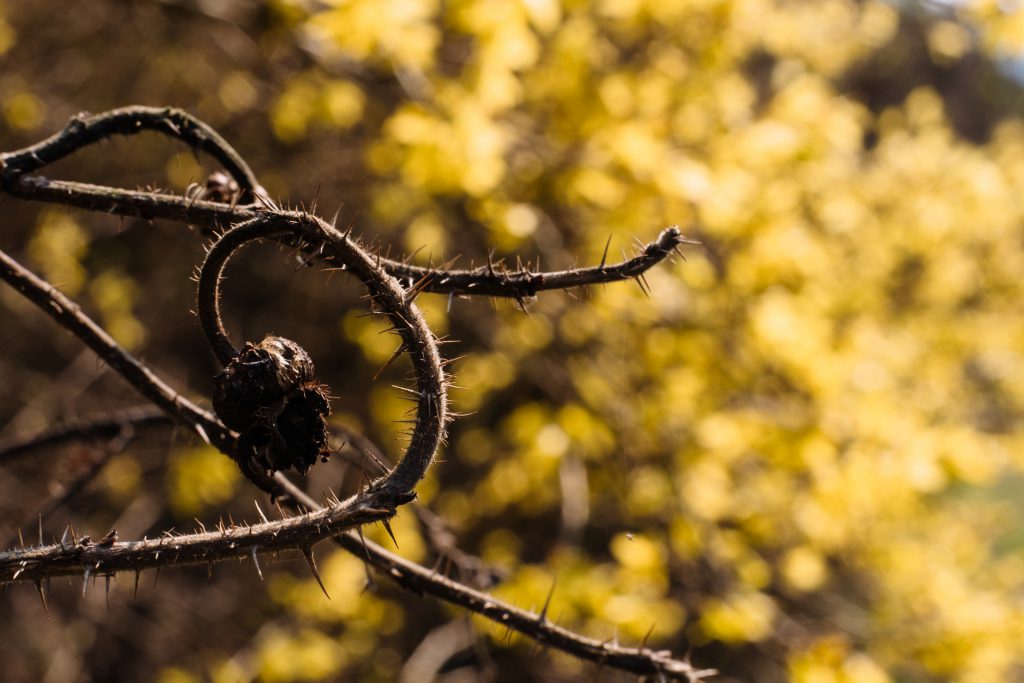 Dried wild rose branch against yellow bush flowers 2 - free stock photo