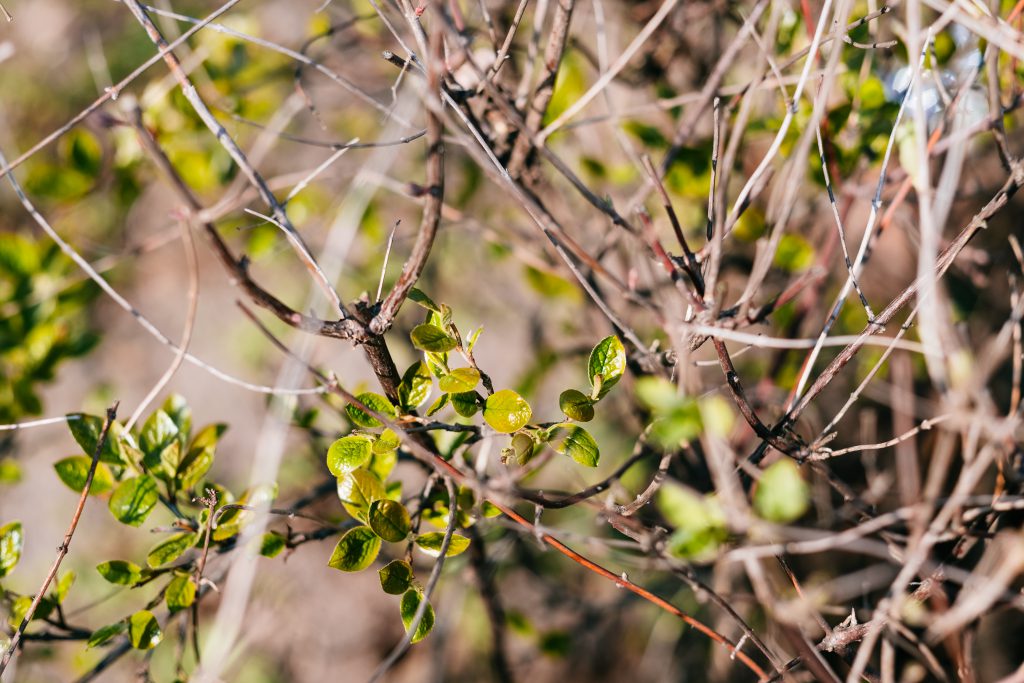 Fresh spring leaves on a hedge bush - free stock photo