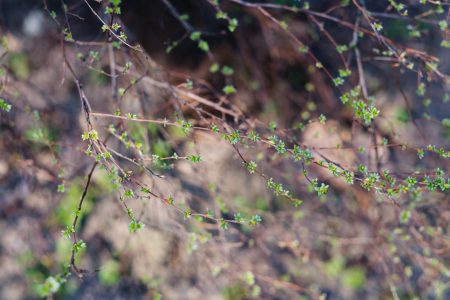 Fresh spring leaves on a hedge bush 2 - free stock photo