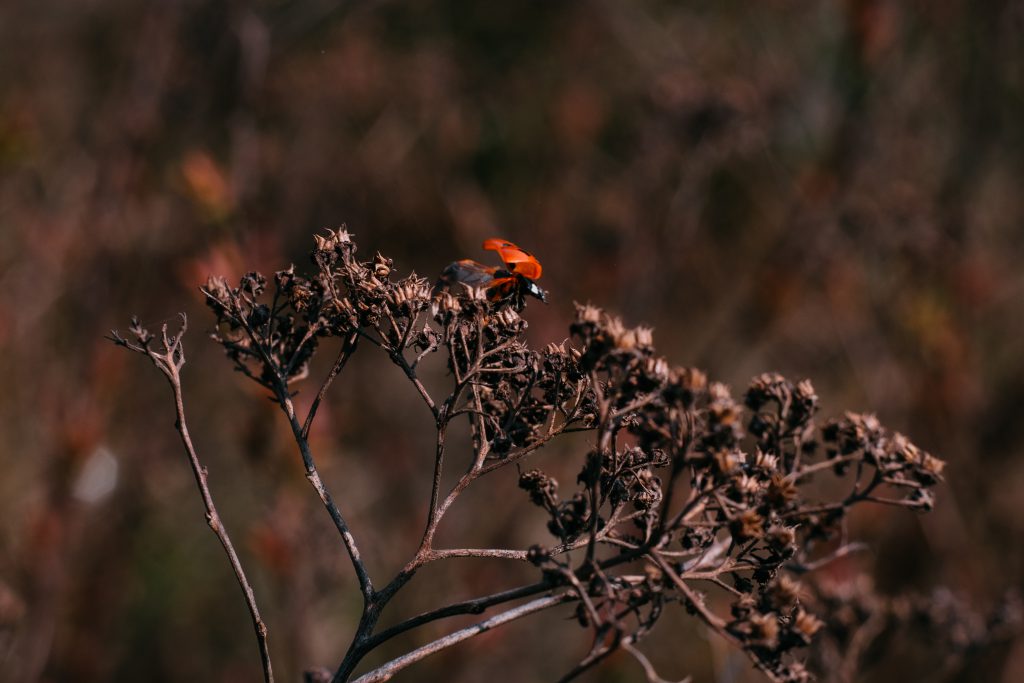 ladybug_on_a_dried_yarrow_flower_bud-102