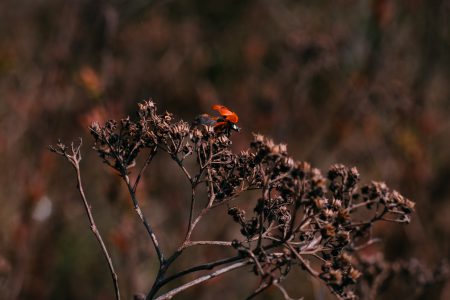 Ladybug on a dried yarrow flower bud - free stock photo