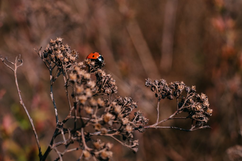 Ladybug on a dried yarrow flower bud 3 - free stock photo