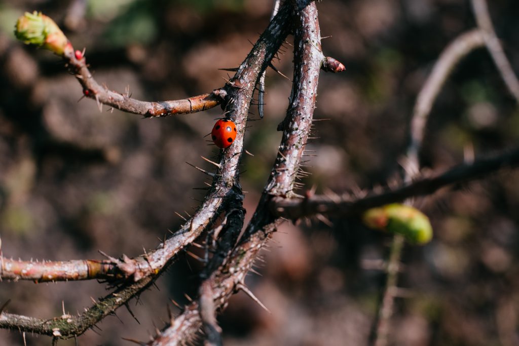 ladybug_on_a_thorny_thick_branch_of_wild