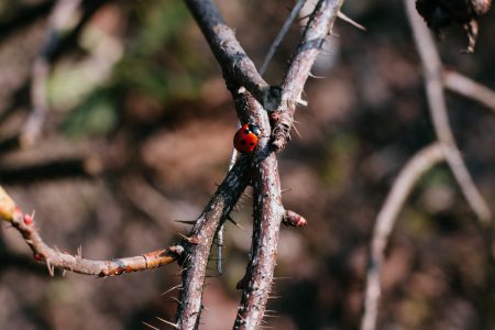 Ladybug on a thorny thick branch of wildrose bush 3 - free stock photo