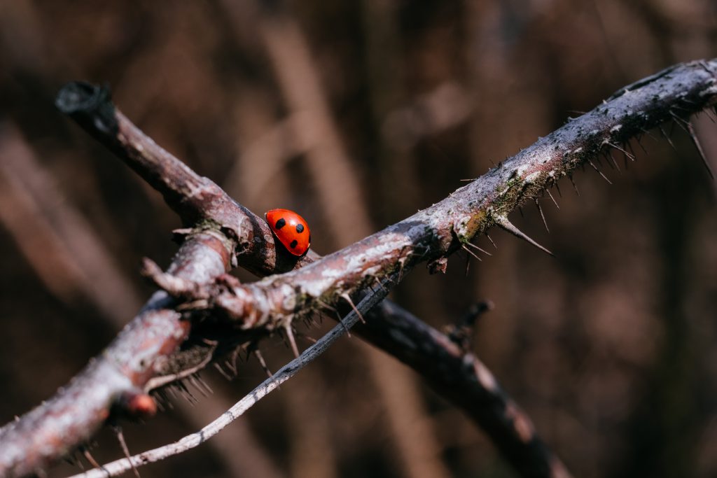 Ladybug on a thorny thick branch of wildrose bush 4 - free stock photo