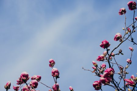 Magnolia tree blossom 3 - free stock photo