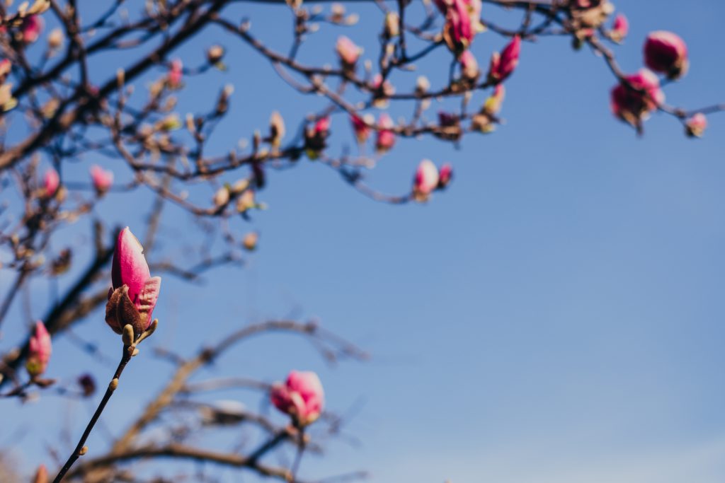 Magnolia tree blossom 5 - free stock photo