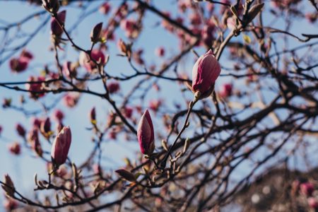 Magnolia tree blossom 6 - free stock photo