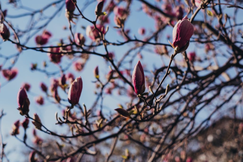 Magnolia tree blossom 7 - free stock photo